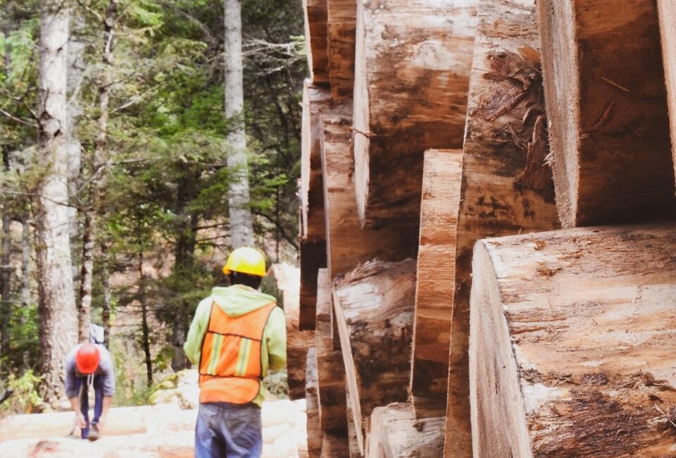 logging, workers, forest, men, exploitation, work, deforestation, pieces, log, timber, lumber, cut down, woods, trees, exploitation, deforestation, deforestation, deforestation, deforestation, deforestation