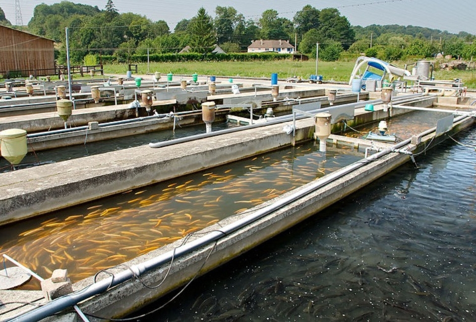 pisciculture